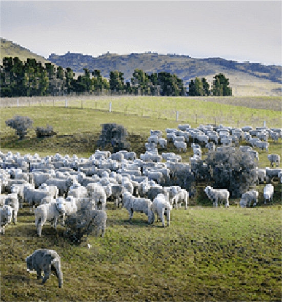 ニュージーランドの牧場の様子